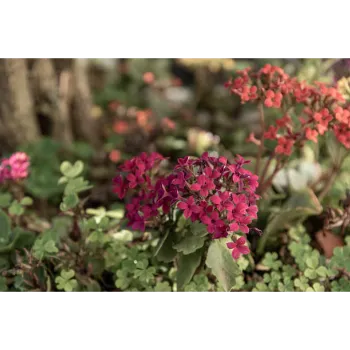 Ornamental Plant